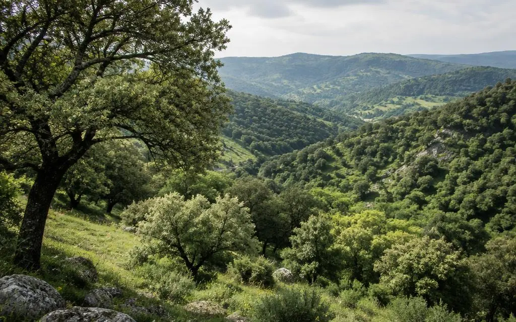 Gileade na Bíblia — Região em Jordânia noroeste Vista de Gileade, região bíblico em Jordânia noroeste